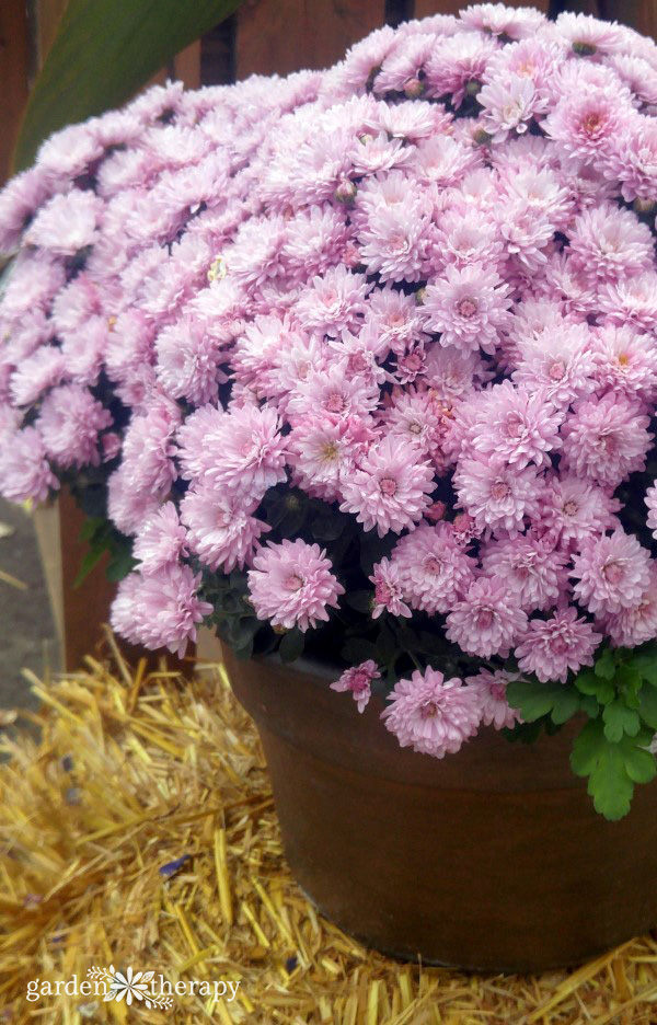 Lavender mums