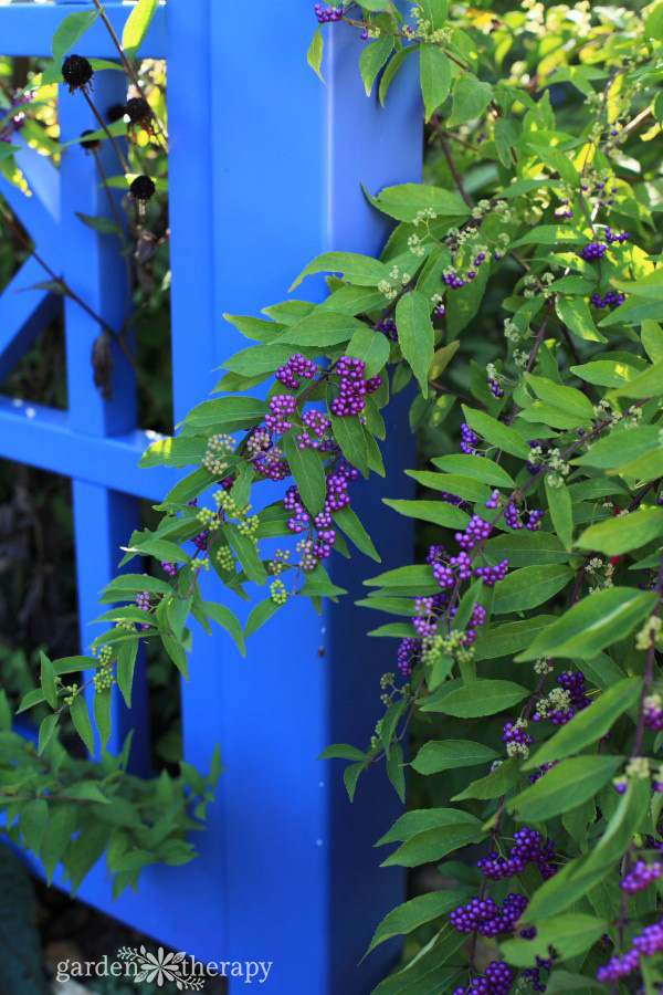 NYBG Tour: Beautyberry Callicarpa