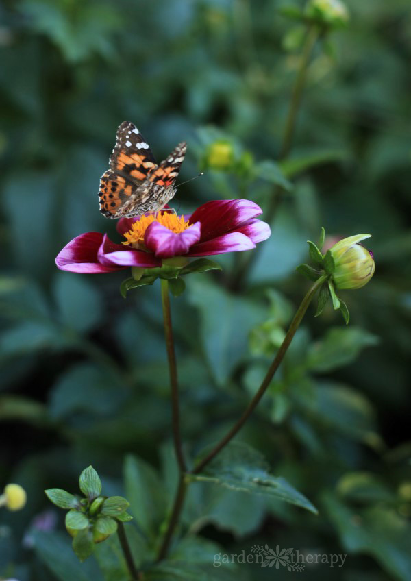 Een virtuele rondleiding door de botanische tuin van New York