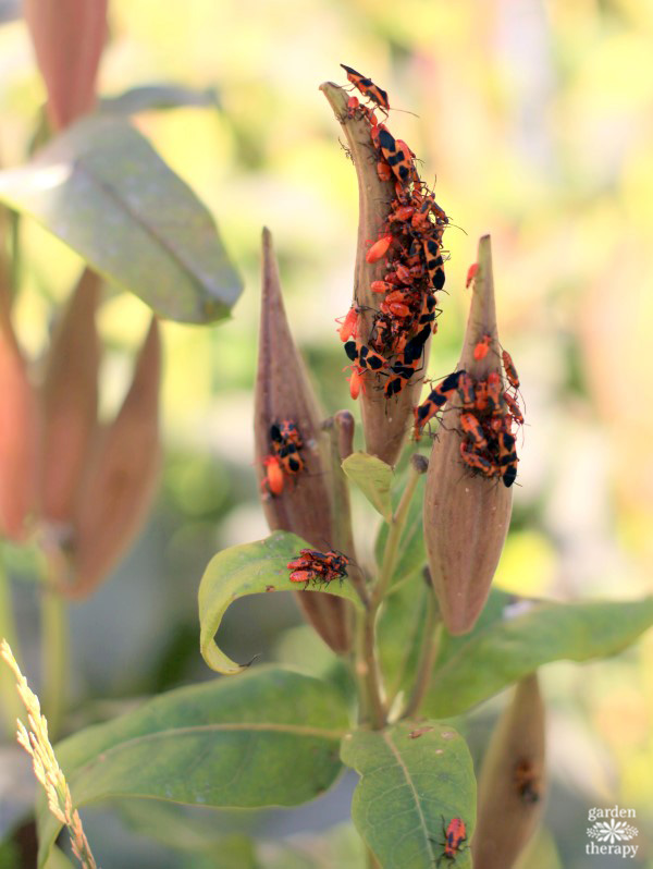 Insects and native plants enjoying New York City's High Line