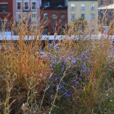 Native plants and wild birds at the High Line in New York City