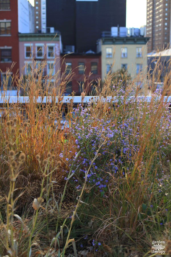 Native plants and wild birds at the High Line in New York City