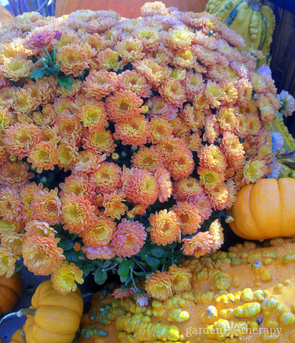 Peach and Lavender fall mums