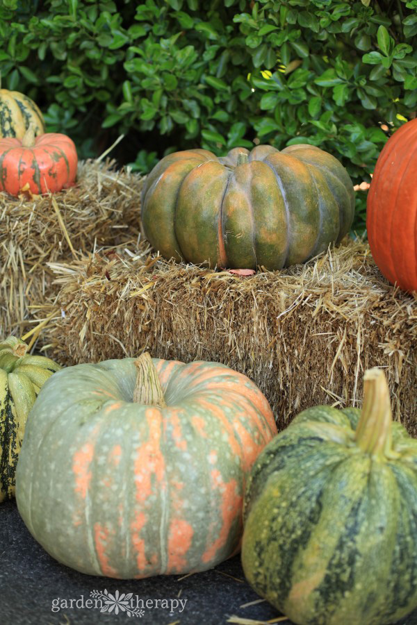 calabazas de colores 