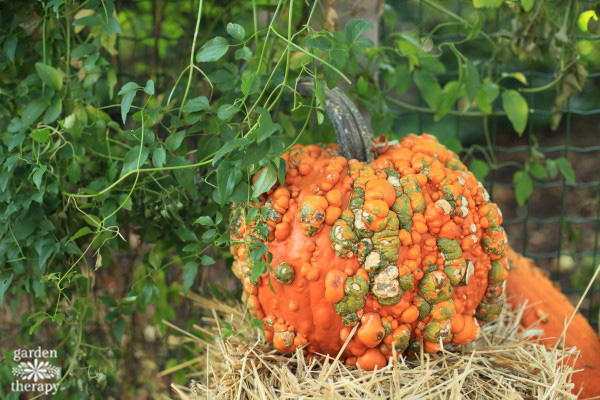 Pumpkins Great And Small