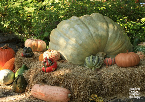 Visite un parque infantil de calabazas y espantapájaros en el Jardín Botánico de Nueva York