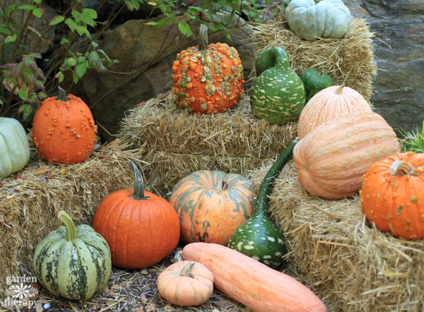 Todas las calabazas grandes y pequeñas del Jardín Botánico de Nueva York