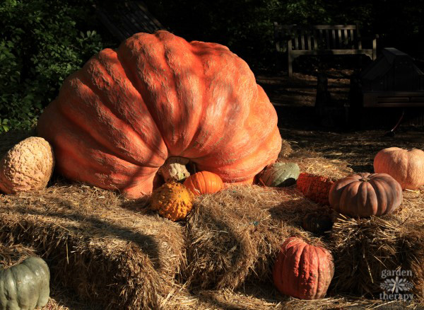 All Pumpkins Great and Small at the New York Botanical Garden