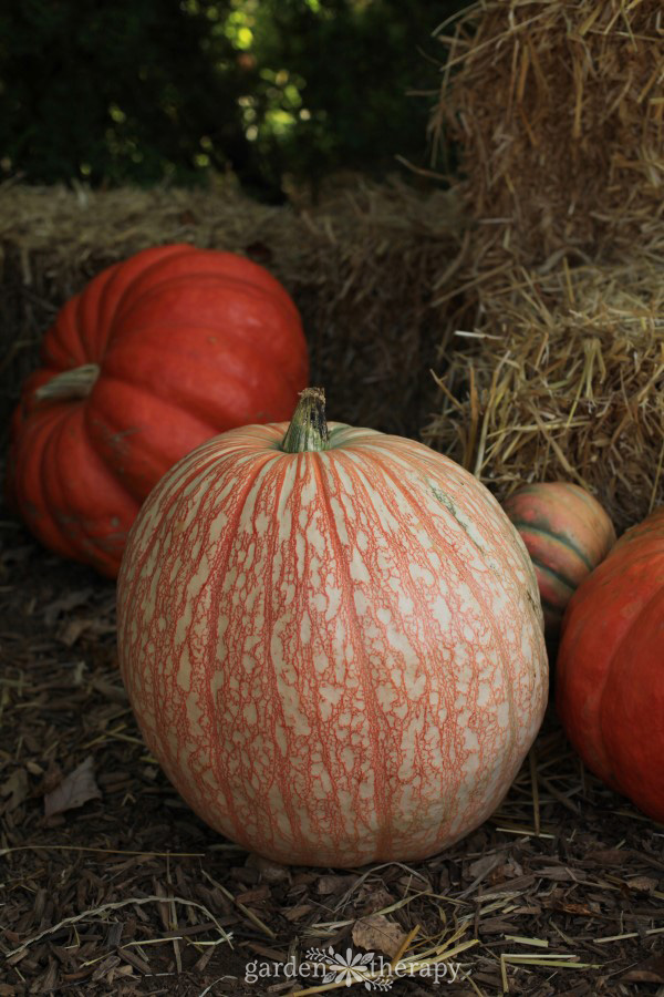 Pumpkins next to hay