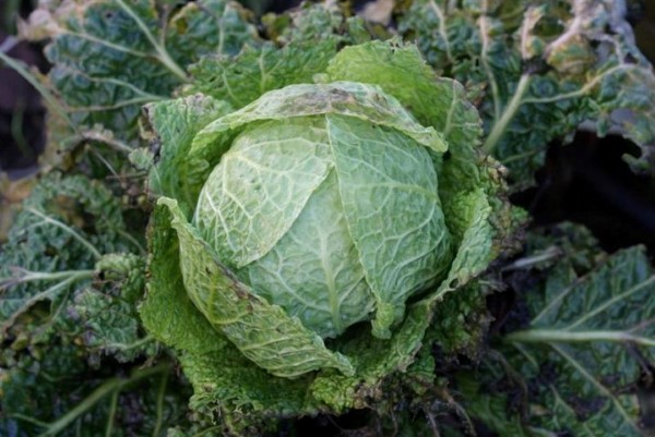 Members of the cabbage family taste better after a frost.