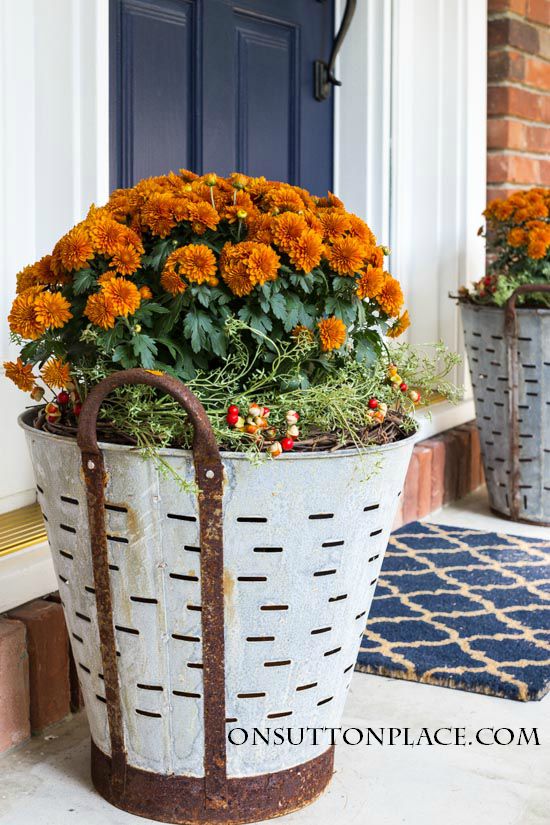 Fall mums planted in olive buckets