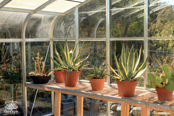 upcycled windows turned into a greenhouse