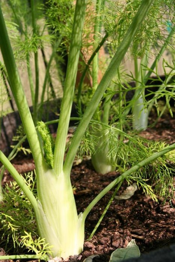 fennel protects against bad luck