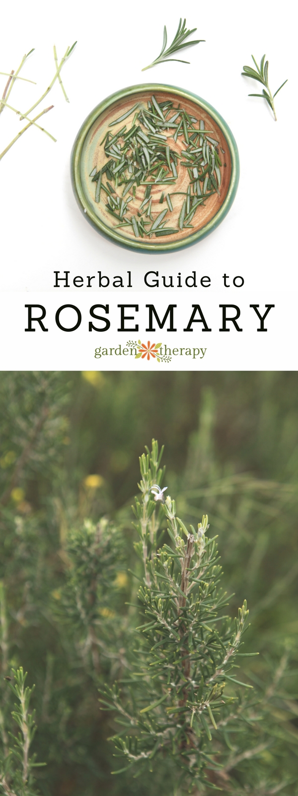 The Essential Guide to Rosemary Care, Uses, and Healing Benefits