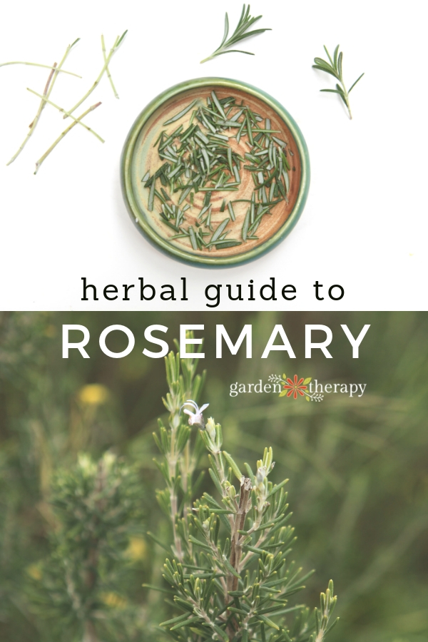 Rosemary: Important Facts, Health Benefits, and Recipes - Relish