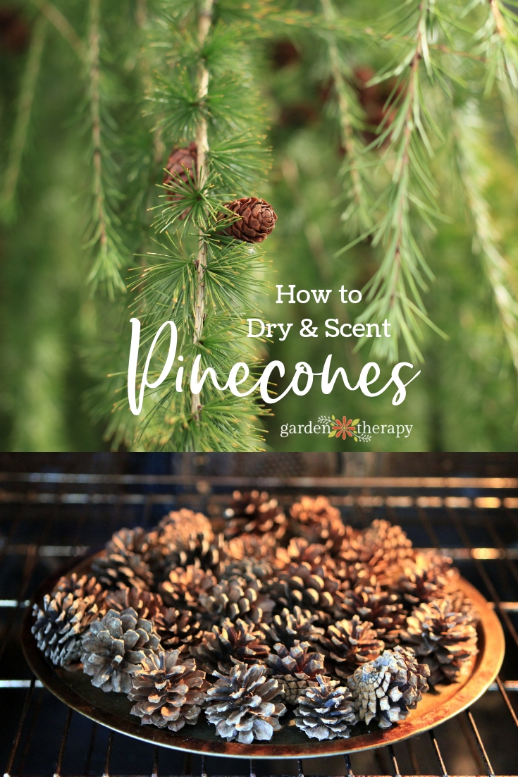 How to Dry and Scent Pinecones. Make Scented Pinecones for a pretty home diffuser.