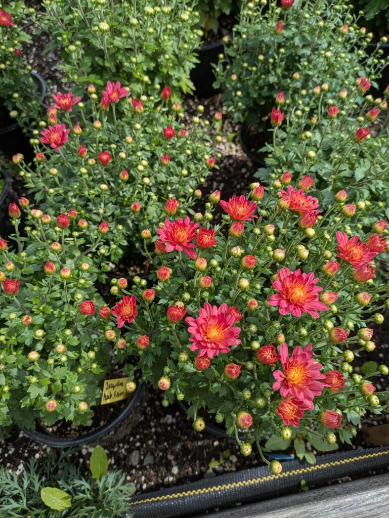 Jacqueline peach fusion mums