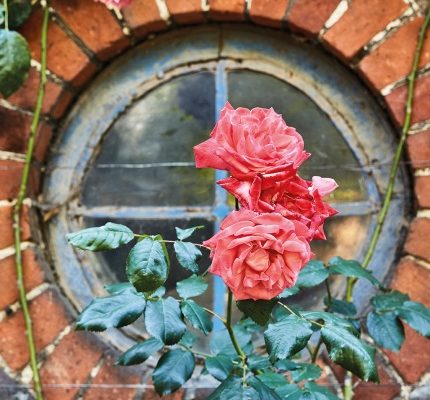 Secret gardeners: Jeremy Irons
