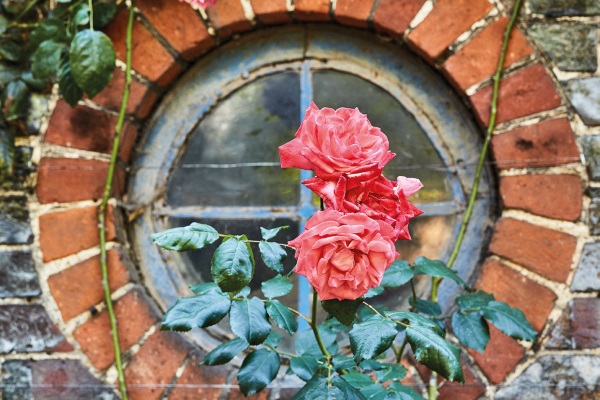 Secret gardeners: Jeremy Irons