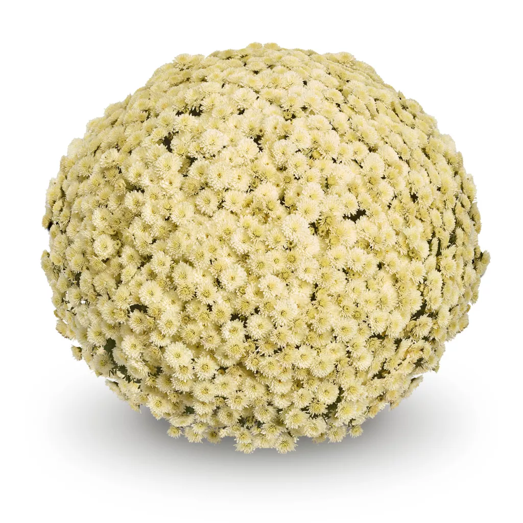 Koko white Belgian mum