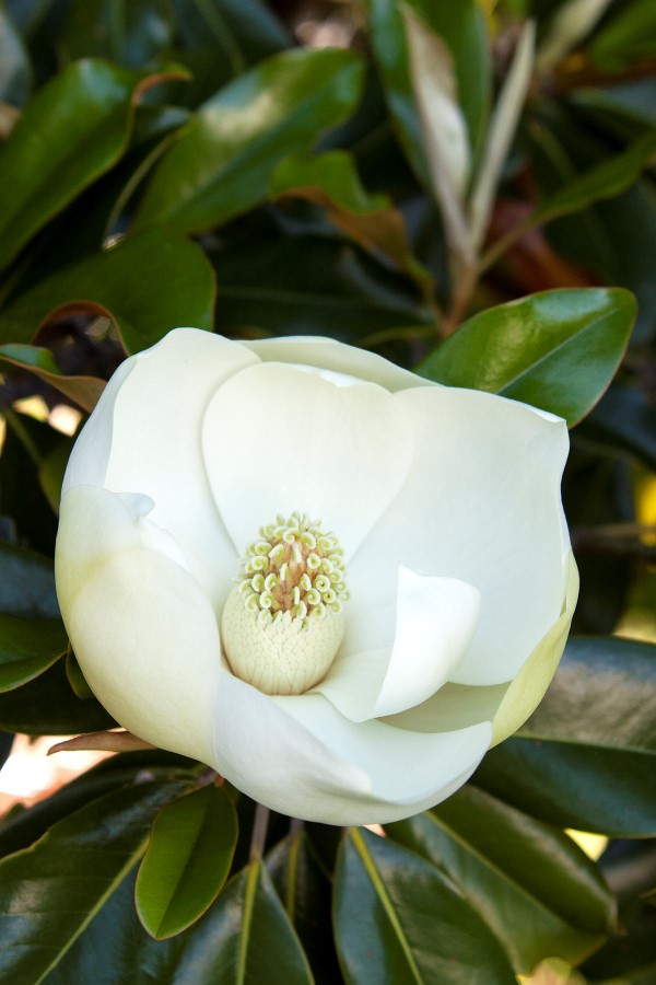 Petit joyau Magnolia de Monrovia