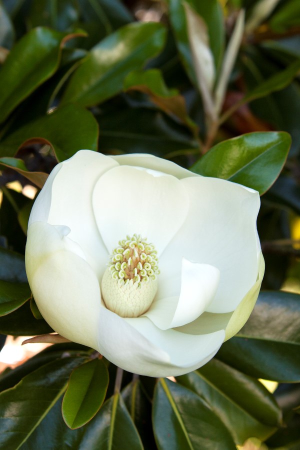 Little Gem Magnolia from Monrovia