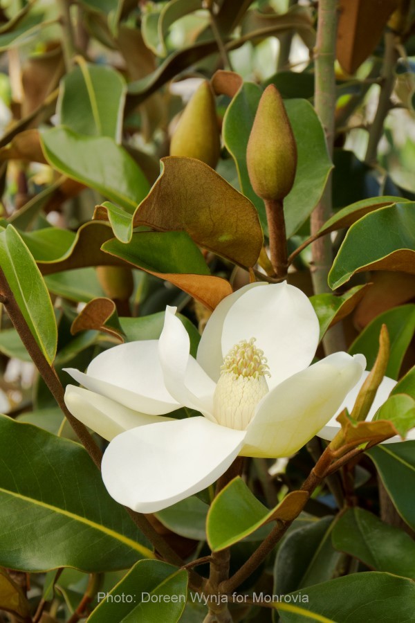 La belleza morena de Magnolia Bracken de Monrovia