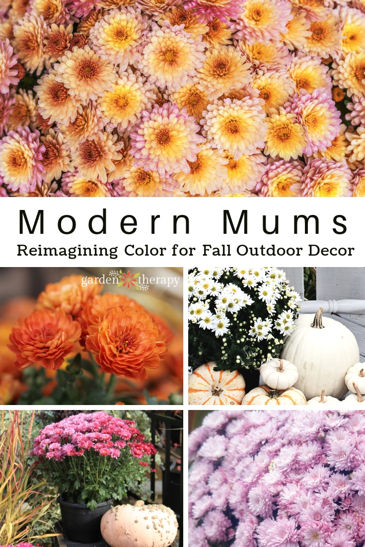 Modern Mums: Reimagining Color for Fall Outdoor Decor. These aren't your mom's mums! Hardy mums in modern colors make for stunning fall displays.