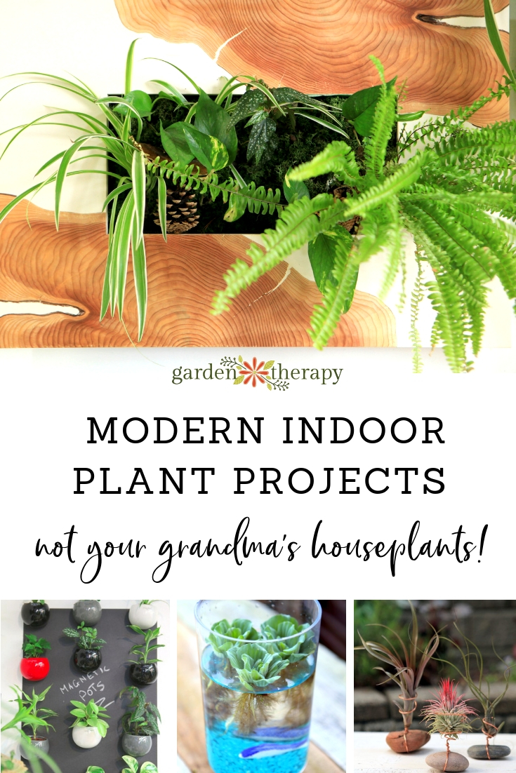 Modern Indoor Plant Projects: Not Your Grandma's Houseplants! Try these ideas for contemporary houseplant displays with a fresh look.