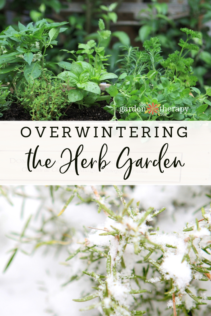 Green herbs and herbs covered in snow with copy "Overwintering the Herb Garden"