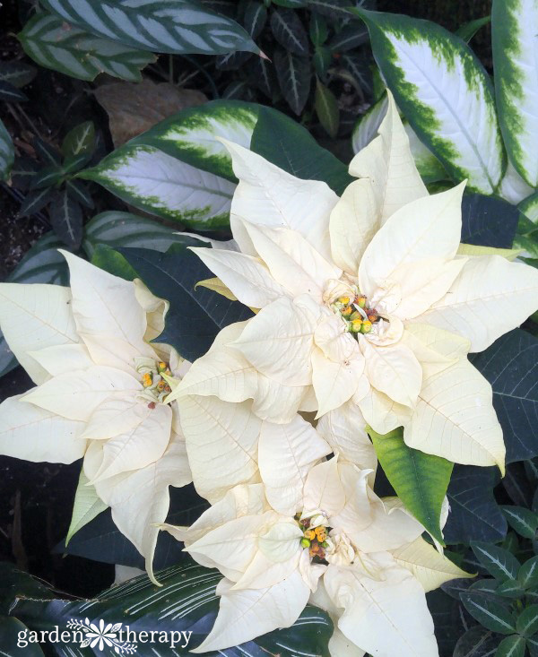 white poinsettias against green leaves