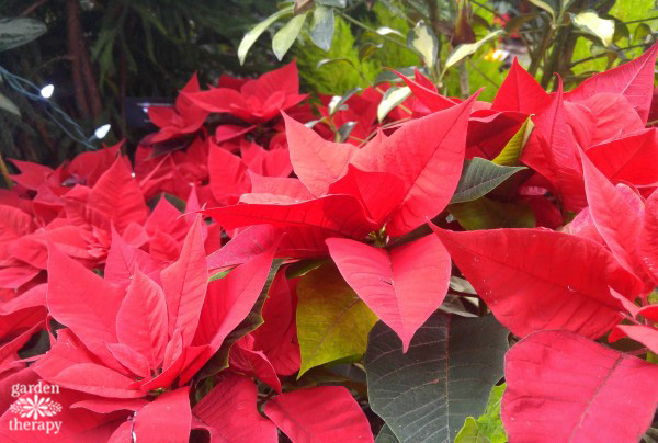 Learn the history of poinsettias, plus how to grow and style them