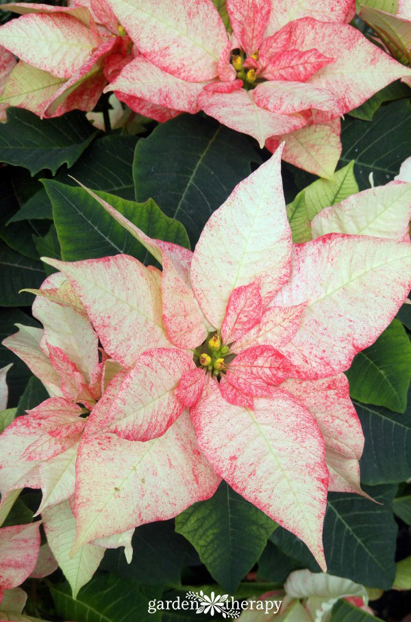 white and red specked poinsettias