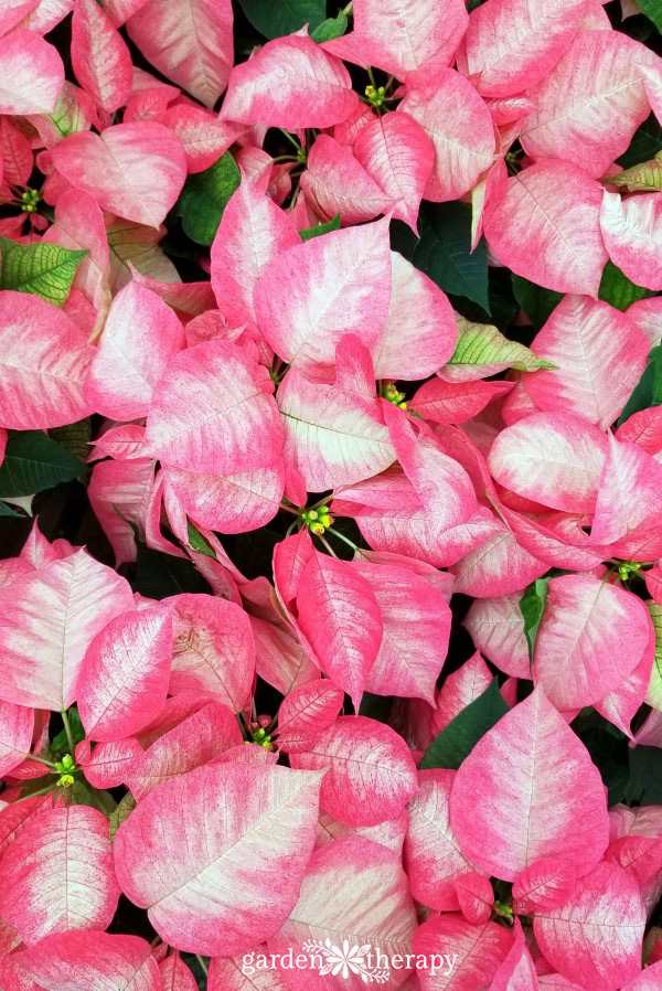 Red poinsettia leaves with white centers