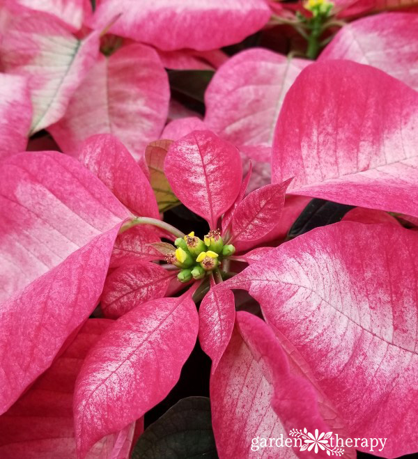 close up of a plant with red leaves and yellow and green center