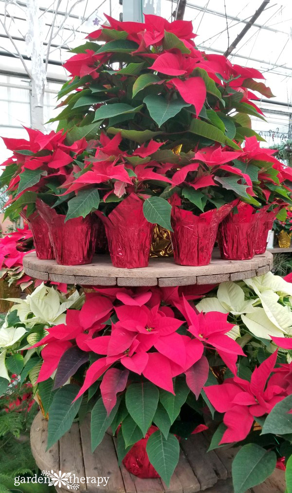 Poinsettia styling tips