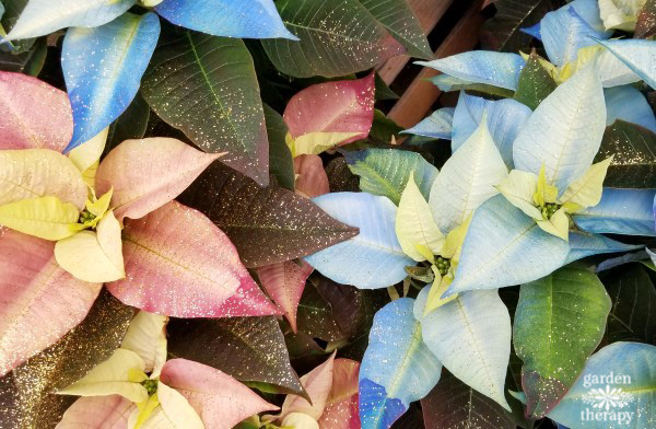 Dyed poinsettias