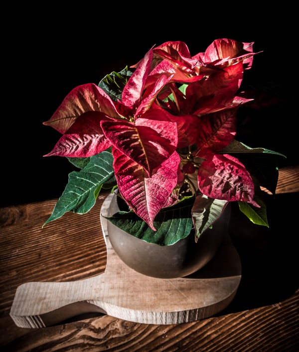 poinsettias against a dramatic dark background