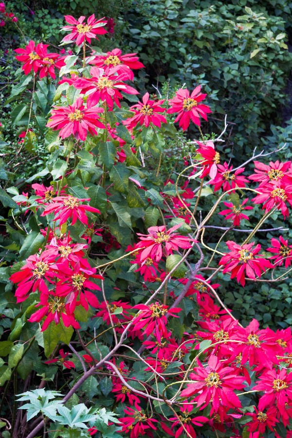 small poinsettias blooming on a bush