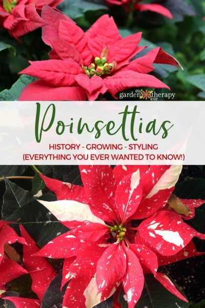 How to Care for Poinsettias + Its Fascinating History