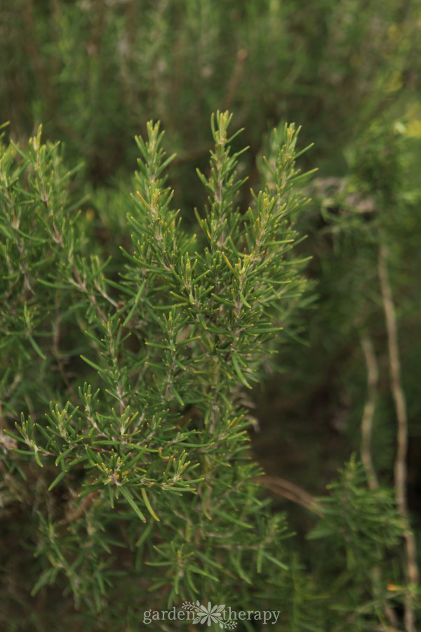 how to harvest a rosemary plant
