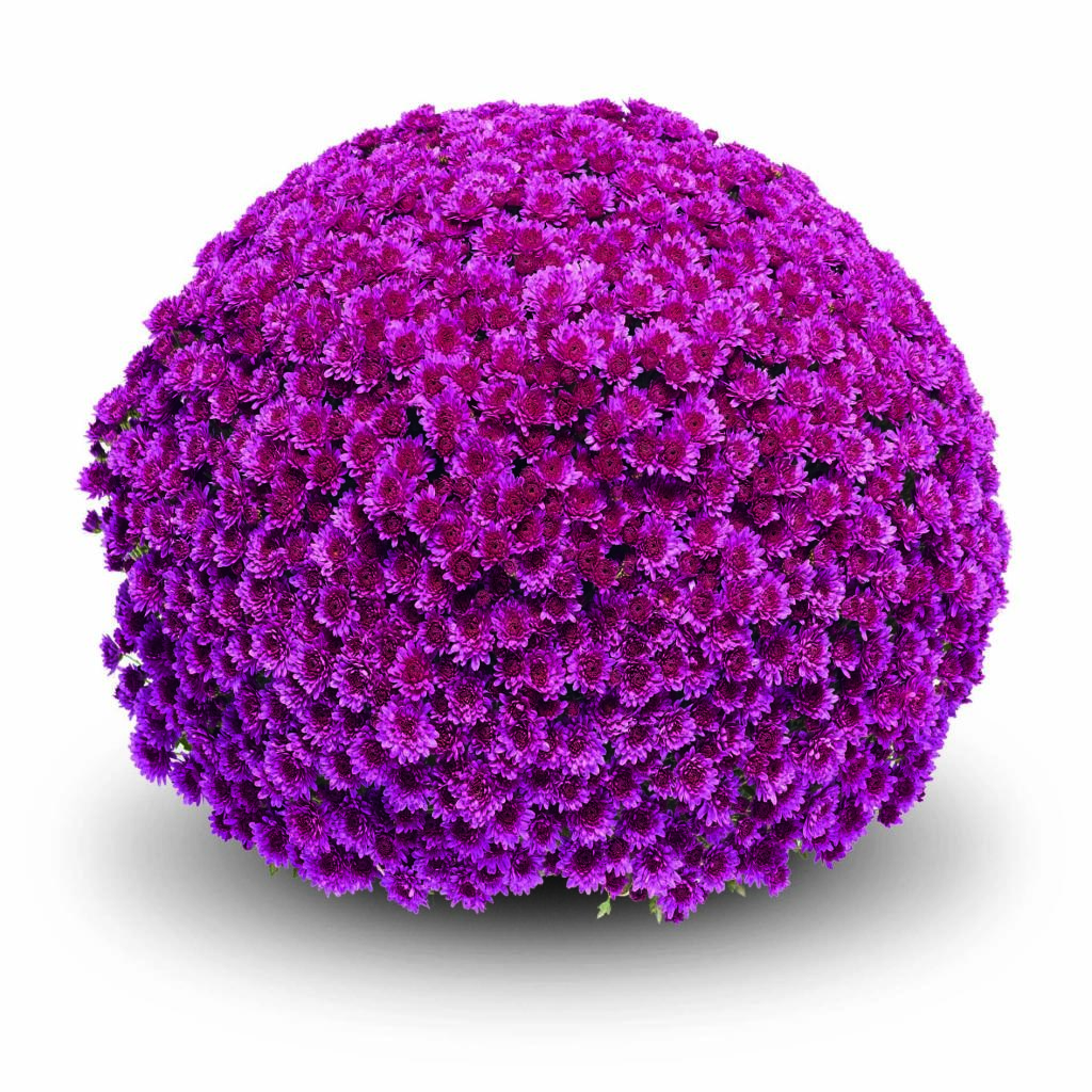 Soul Sister Dark Pink Belgian Mum