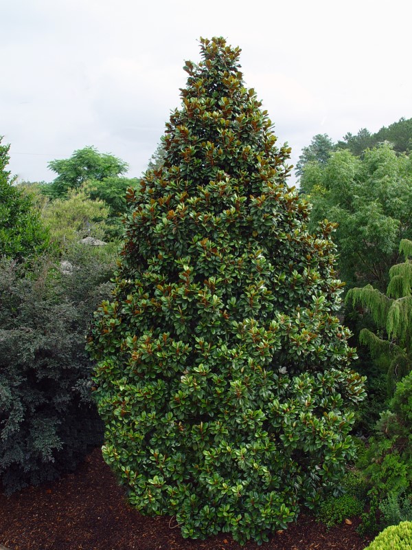 Teddy Bear Magnolia from Monrovia