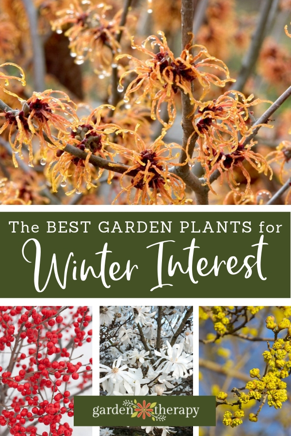 The Best Garden Plants for Winter 