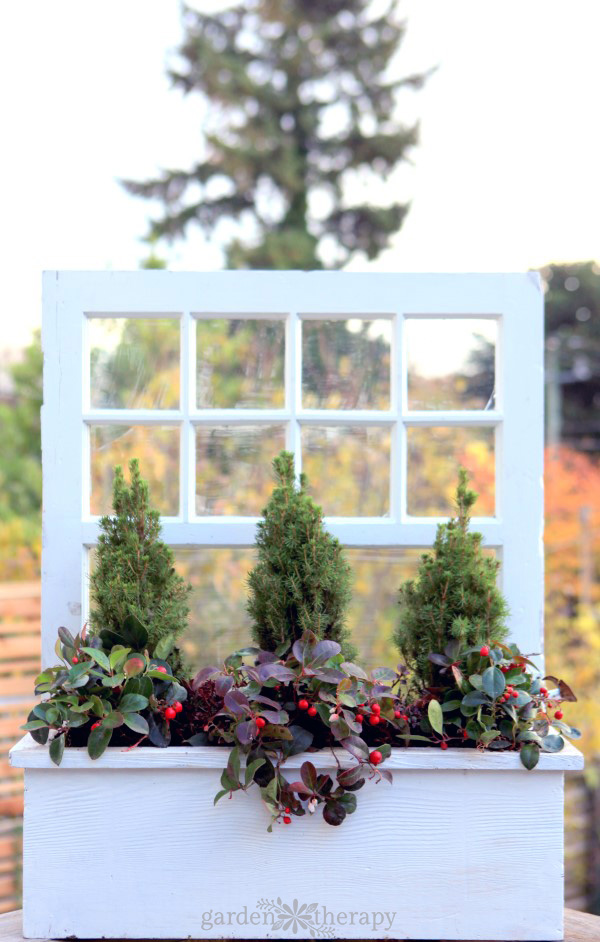 How to make and plant a window box for winter