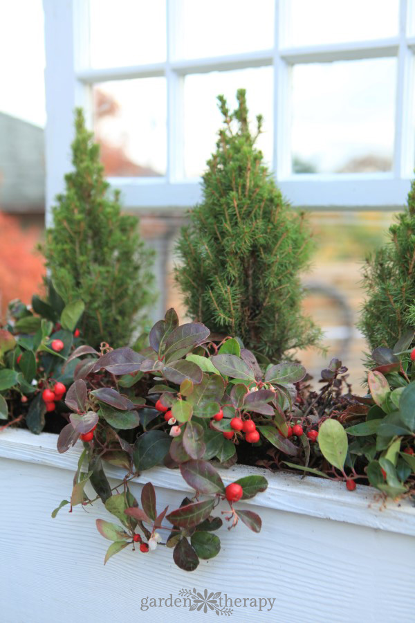 Make a simple window box planter for winter