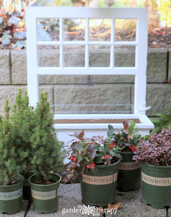 planting a winter window box