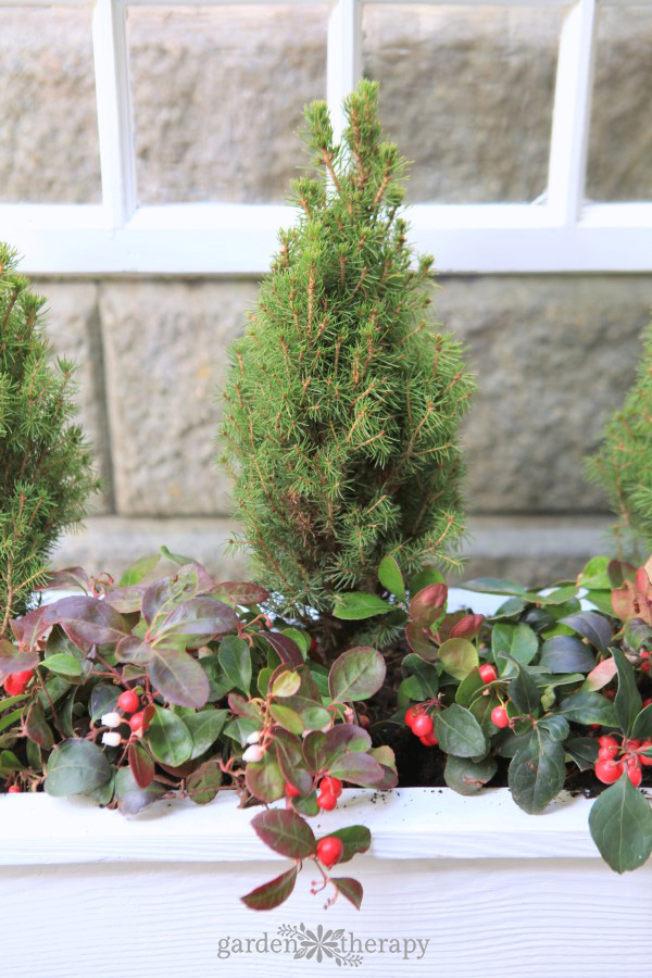 window box for winter