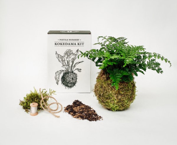 garden-inspired gifts: kokedama moss ball gardening kit