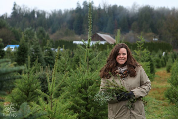 gathering greens at a christmas tree farm